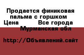 Продается финиковая пальма с горшком › Цена ­ 600 - Все города  »    . Мурманская обл.